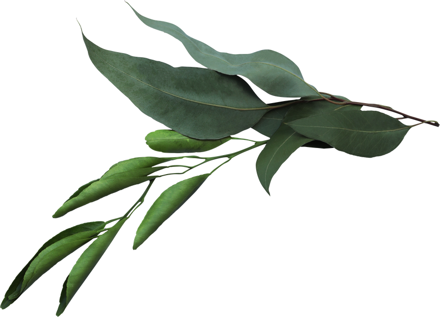 Seeded Eucalyptus and Lemon Leaves